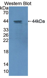 HIF1AN Antibody - Western blot of HIF1AN antibody.