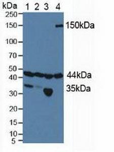HIF1AN Antibody - Western Blot; Sample: Lane1: Human HeLa Cells; Lane2: Human 293T Cells; Lane3: Porcine Kidney Tissue; Lane4: Porcine Brain Tissue.