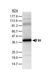 HIF1AN Antibody - Detection of FIH-1 in rat and human samples (antibody dilution 1:500).  This image was taken for the unconjugated form of this product. Other forms have not been tested.