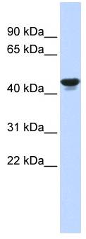 HIF1AN Antibody - Western analysis of fetal muscle lysate.  This image was taken for the unconjugated form of this product. Other forms have not been tested.