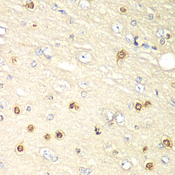 HIF1AN Antibody - Immunohistochemistry of paraffin-embedded rat brain tissue.