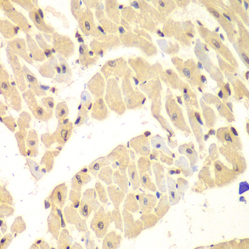HIF1AN Antibody - Immunohistochemistry of paraffin-embedded mouse heart.