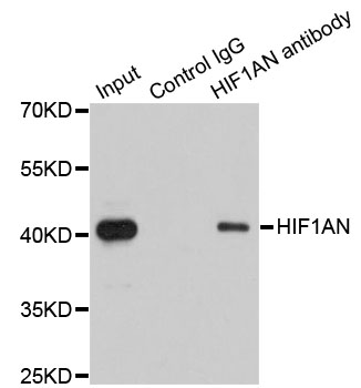 HIF1AN Antibody - Immunoprecipitation analysis of 200ug extracts of 293T cells.