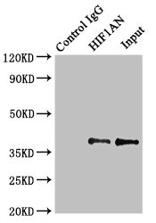 HIF1AN Antibody - Immunoprecipitating HIF1AN in MCF-7 whole cell lysate Lane 1: Rabbit monoclonal IgG (1µg) instead of HIF1AN Antibody in MCF-7 whole cell lysate.For western blotting, a HRP-conjugated Protein G antibody was used as the secondary antibody (1/2000) Lane 2: HIF1AN Antibody (8µg) + MCF-7 whole cell lysate (500µg) Lane 3: MCF-7 whole cell lysate (10µg)