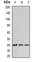 HIF1AN Antibody - Western blot analysis of FIH-1 expression in MCF7 (A); K562 (B); mouse heart (C) whole cell lysates.