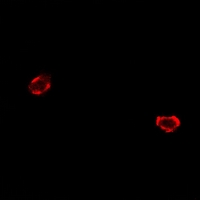 HIF1AN Antibody - Immunofluorescent analysis of FIH-1 staining in U2OS cells. Formalin-fixed cells were permeabilized with 0.1% Triton X-100 in TBS for 5-10 minutes and blocked with 3% BSA-PBS for 30 minutes at room temperature. Cells were probed with the primary antibody in 3% BSA-PBS and incubated overnight at 4 deg C in a humidified chamber. Cells were washed with PBST and incubated with a DyLight 594-conjugated secondary antibody (red) in PBS at room temperature in the dark.