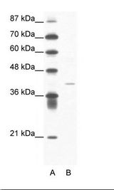 HIF1AN Antibody - A: Marker, B: Jurkat Cell Lysate.  This image was taken for the unconjugated form of this product. Other forms have not been tested.
