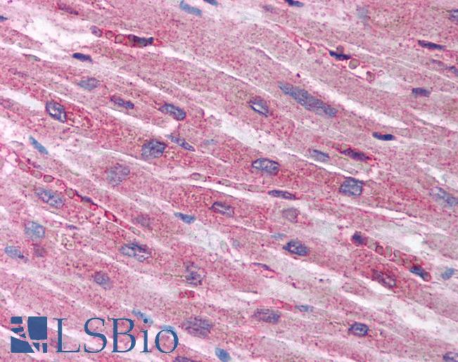 HIF1AN Antibody - Anti-HIF1AN antibody IHC of human heart. Immunohistochemistry of formalin-fixed, paraffin-embedded tissue after heat-induced antigen retrieval. Antibody concentration 5 ug/ml.  This image was taken for the unconjugated form of this product. Other forms have not been tested.