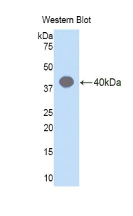 HIF2A / EPAS1 Antibody - Western blot of recombinant HIF2A / EPAS1.  This image was taken for the unconjugated form of this product. Other forms have not been tested.