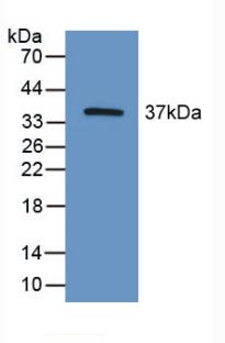 HIF2A / EPAS1 Antibody - Western Blot; Sample: Recombinant HIF2a, Mouse.