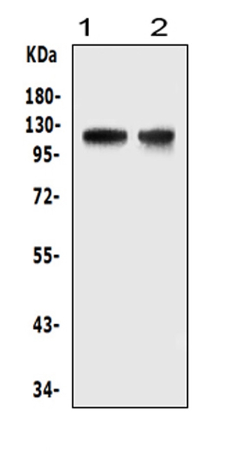 HIF2A / EPAS1 Antibody - Western blot analysis of HIF-2A using anti-HIF-2A antibody. Electrophoresis was performed on a 5-20% SDS-PAGE gel at 70V (Stacking gel) / 90V (Resolving gel) for 2-3 hours. The sample well of each lane was loaded with 50ug of sample under reducing conditions. Lane 1: mouse thymus tissue lysates, Lane 2: mouse lun tissue lysates, After Electrophoresis, proteins were transferred to a Nitrocellulose membrane at 150mA for 50-90 minutes. Blocked the membrane with 5% Non-fat Milk/ TBS for 1.5 hour at RT. The membrane was incubated with rabbit anti-HIF-2A antigen affinity purified polyclonal antibody at 0.5 µg/mL overnight at 4°C, then washed with TBS-0.1% Tween 3 times with 5 minutes each and probed with a goat anti-rabbit IgG-HRP secondary antibody at a dilution of 1:10000 for 1.5 hour at RT. The signal is developed using an Enhanced Chemiluminescent detection (ECL) kit with Tanon 5200 system. A specific band was detected for HIF-2A at approximately 120KD. The expected band size for HIF-2A is at 96KD.