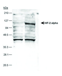 HIF2A / EPAS1 Antibody - HIF-2 alpha detected in hypoxic human lysate. Lane 1: normoxic A549 lysate control, lane 2: hypoxic A549 lysate. This image was taken for the unconjugated form of this product. Other forms have not been tested.