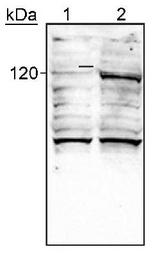 HIF2A / EPAS1 Antibody - HIF-2 alpha detected in hypoxic human lysate. Lane 1: normoxic A549 lysate control, lane 2: hypoxic A549 lysate.  This image was taken for the unconjugated form of this product. Other forms have not been tested.