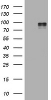 HIF2A / EPAS1 Antibody - HEK293T cells were transfected with the pCMV6-ENTRY control (Left lane) or pCMV6-ENTRY EPAS1 (Right lane) cDNA for 48 hrs and lysed. Equivalent amounts of cell lysates (5 ug per lane) were separated by SDS-PAGE and immunoblotted with anti-EPAS1.