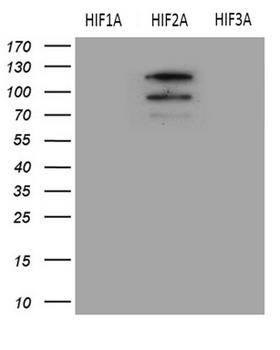 HIF2A / EPAS1 Antibody - HEK293T cells were transfected with the pCMV6-HIF1A , pCMV6-EPAS1  and pCMV6-HIF3A. (1:500)