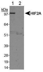 HIF2A / EPAS1 Antibody - Western Blot analysis on normoxic and hypoxic nuclear rat cell lysates using anti-HIF-2 alpha.  This image was taken for the unconjugated form of this product. Other forms have not been tested.