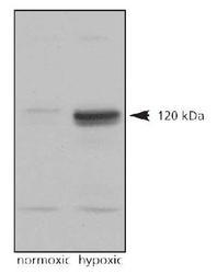 HIF2A / EPAS1 Antibody - HIF-2 alpha Antibody - Western Blot analysis on normoxic and hypoxic nuclear rat cell lysates, anti-HIF-2 alpha.  This image was taken for the unconjugated form of this product. Other forms have not been tested.