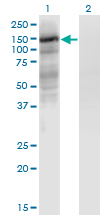 HIF2A / EPAS1 Antibody - Western Blot analysis of EPAS1 expression in transfected 293T cell line by EPAS1 monoclonal antibody (M08), clone 1G2.Lane 1: EPAS1 transfected lysate (Predicted MW: 96.5 KDa).Lane 2: Non-transfected lysate.