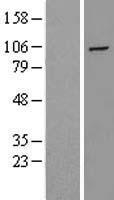 HIF2A / EPAS1 Protein - Western validation with an anti-DDK antibody * L: Control HEK293 lysate R: Over-expression lysate