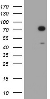 HIF3A / HIF3-Alpha Antibody - HEK293T cells were transfected with the pCMV6-ENTRY control (Left lane) or pCMV6-ENTRY HIF3A (Right lane) cDNA for 48 hrs and lysed. Equivalent amounts of cell lysates (5 ug per lane) were separated by SDS-PAGE and immunoblotted with anti-HIF3A.