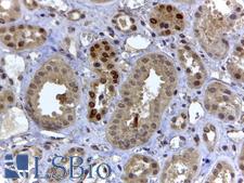 HIF3A / HIF3-Alpha Antibody - HIF3A antibody-D2 (4 ug/ml) staining of paraffin embedded Human Kidney. Steamed antigen retrieval with citrate buffer pH 6, HRP-staining.