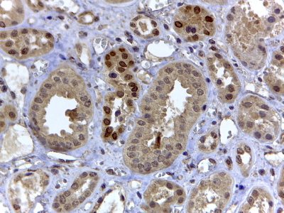 HIF3A / HIF3-Alpha Antibody - Goat Anti-HIF3A Antibody-D2 (4µg/ml) staining of paraffin embedded Human Kidney. Steamed antigen retrieval with citrate buffer pH 6, HRP-staining.