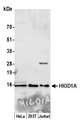 HIGD1A Antibody - Detection of human HIGD1A by western blot. Samples: Whole cell lysate (50 µg) from HeLa, HEK293T, and Jurkat cells prepared using NETN lysis buffer. Antibody: Affinity purified rabbit anti-HIGD1A antibody used for WB at 0.1 µg/ml. Detection: Chemiluminescence with an exposure time of 30 seconds.