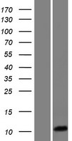 HIGD1C Protein - Western validation with an anti-DDK antibody * L: Control HEK293 lysate R: Over-expression lysate