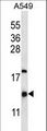 HIGD2A Antibody - HIGD2A Antibody western blot of A549 cell line lysates (35 ug/lane). The HIGD2A antibody detected the HIGD2A protein (arrow).