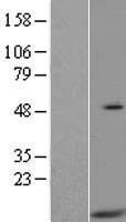 HIGD2A Protein - Western validation with an anti-DDK antibody * L: Control HEK293 lysate R: Over-expression lysate