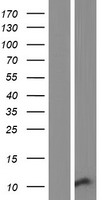 HIN-1 / SCGB3A1 Protein - Western validation with an anti-DDK antibody * L: Control HEK293 lysate R: Over-expression lysate