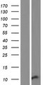 HIN-1 / SCGB3A1 Protein - Western validation with an anti-DDK antibody * L: Control HEK293 lysate R: Over-expression lysate