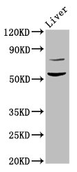 HINFP Antibody - Positive Western Blot detected in Rat liver tissue. All lanes: HINFP antibody at 4.5 µg/ml Secondary Goat polyclonal to rabbit IgG at 1/50000 dilution. Predicted band size: 60, 49 KDa. Observed band size: 60 KDa
