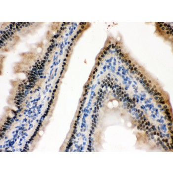 HINT / HINT1 Antibody - HINT1 antibody IHC-paraffin. IHC(P): Mouse Intestine Tissue.
