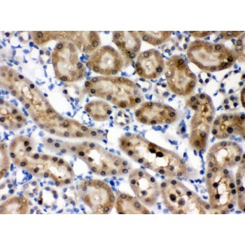 HINT / HINT1 Antibody - HINT1 antibody IHC-paraffin. IHC(P): Rat Kidney Tissue.