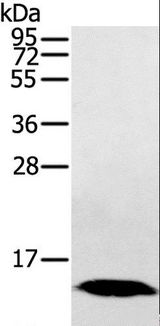HINT / HINT1 Antibody - Western blot analysis of Human fetal liver tissue, using HINT1 Polyclonal Antibody at dilution of 1:200.