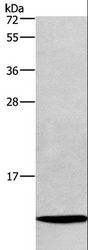 HINT / HINT1 Antibody - Western blot analysis of LoVo cell, using HINT1 Polyclonal Antibody at dilution of 1:400.
