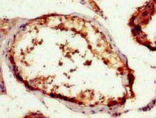 HINT / HINT1 Antibody - Immunohistochemistry image of paraffin-embedded human testis tissue at a dilution of 1:100