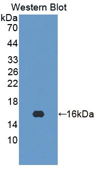 HINT2 Antibody - Western blot of HINT2 antibody.