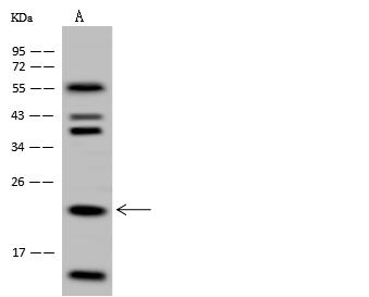 HINT3 Antibody - Anti-HINT3 rabbit polyclonal antibody at 1:500 dilution. Lane A: U-251 MG Whole Cell Lysate. Lysates/proteins at 30 ug per lane. Secondary: Goat Anti-Rabbit IgG (H+L)/HRP at 1/10000 dilution. Developed using the ECL technique. Performed under reducing conditions. Predicted band size: 20 kDa. Observed band size: 20 kDa. (We are unsure as to the identity of these extra bands.)