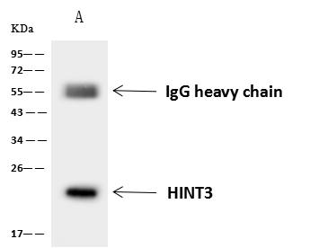 HINT3 Antibody - HINT3 was immunoprecipitated using: Lane A: 0.5 mg U-251 MG Whole Cell Lysate. 4 uL anti-HINT3 rabbit polyclonal antibody and 60 ug of Immunomagnetic beads Protein A/G. Primary antibody: Anti-HINT3 rabbit polyclonal antibody, at 1:100 dilution. Secondary antibody: Goat Anti-Rabbit IgG (H+L)/HRP at 1/10000 dilution. Developed using the ECL technique. Performed under reducing conditions. Predicted band size: 20 kDa. Observed band size: 20 kDa.