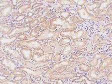 HINT3 Antibody - Immunochemical staining of human HINT3 in human kidney with rabbit polyclonal antibody at 1:100 dilution, formalin-fixed paraffin embedded sections.