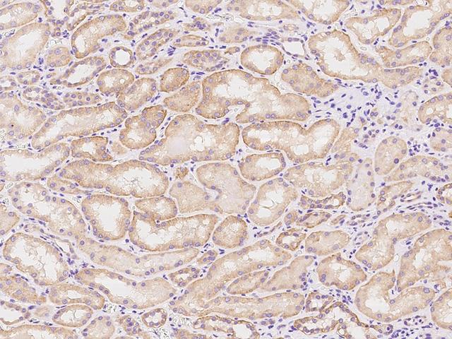 HINT3 Antibody - Immunochemical staining of human HINT3 in human kidney with rabbit polyclonal antibody at 1:100 dilution, formalin-fixed paraffin embedded sections.