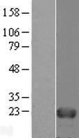 HINT3 Protein - Western validation with an anti-DDK antibody * L: Control HEK293 lysate R: Over-expression lysate
