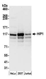 HIP1 Antibody - Detection of human HIP1 by western blot. Samples: Whole cell lysate (50 µg) from HeLa, HEK293T, and Jurkat cells prepared using NETN lysis buffer. Antibody: Affinity purified rabbit anti-HIP1 antibody used for WB at 0.04 µg/ml. Detection: Chemiluminescence with an exposure time of 10 seconds.