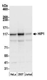 HIP1 Antibody - Detection of human HIP1 by western blot. Samples: Whole cell lysate (50 µg) from HeLa, HEK293T, and Jurkat cells prepared using NETN lysis buffer. Antibody: Affinity purified rabbit anti-HIP1 antibody used for WB at 0.04 µg/ml. Detection: Chemiluminescence with an exposure time of 3 seconds.