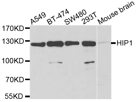 HIP1 Antibody - Western blot analysis of extracts of various cell lines.