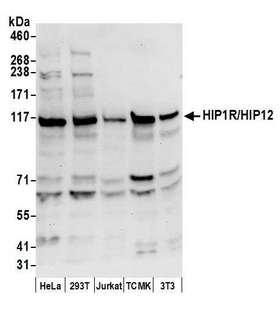HIP1R Antibody - Detection of human and mouse HIP1R/HIP12 by western blot. Samples: Whole cell lysate (50 µg) from HeLa, HEK293T, Jurkat, mouse TCMK-1, and mouse NIH 3T3 cells prepared using NETN lysis buffer. Antibody: Affinity purified rabbit anti-HIP1R/HIP12 antibody used for WB at 0.1 µg/ml. Detection: Chemiluminescence with an exposure time of 10 seconds.