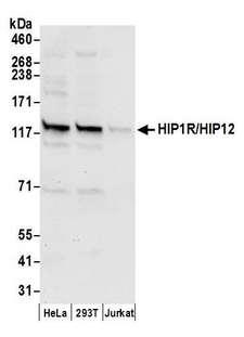 HIP1R Antibody - Detection of human HIP1R/HIP12 by western blot. Samples: Whole cell lysate (50 µg) from HeLa, HEK293T, and Jurkat cells prepared using NETN lysis buffer. Antibody: Affinity purified rabbit anti-HIP1R/HIP12 antibody used for WB at 0.4 µg/ml. Detection: Chemiluminescence with an exposure time of 10 seconds.