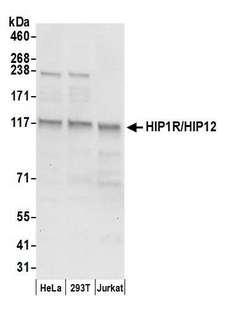 HIP1R Antibody - Detection of human HIP1R/HIP12 by western blot. Samples: Whole cell lysate (50 µg) from HeLa, HEK293T, and Jurkat cells prepared using NETN lysis buffer. Antibody: Affinity purified rabbit anti-HIP1R/HIP12 antibody used for WB at 0.1 µg/ml. Detection: Chemiluminescence with an exposure time of 10 seconds.